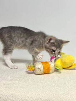 Molly -  Domestic Short Hair Cat for Adoption in Canyon Lake, Texas - Molly | PetCurious