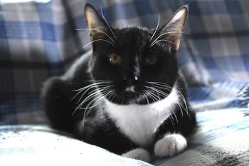 Rescue Domestic Short Hair Cats for Adoption in Union Gap, Washington - Andy | PetCurious