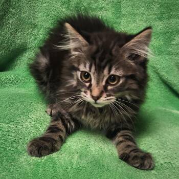 Aura -  Domestic Long Hair Cat for Adoption in Brighton, Missouri - Aura | PetCurious