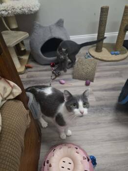 Misty -  Domestic Short Hair Cat for Adoption in Fulton, New York - Misty | PetCurious