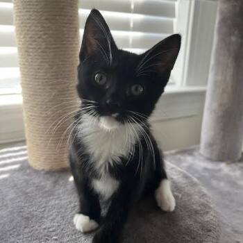 Yoga -  Domestic Short Hair Cat for Adoption in Charlottesville, Virginia - Yoga | PetCurious