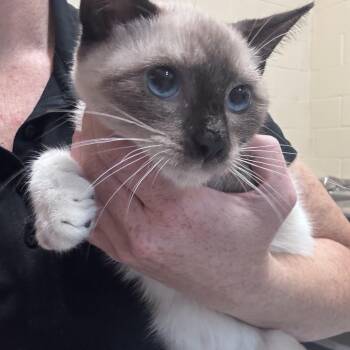 Dash -  Siamese Cat for Adoption in Gainesville, Virginia - Dash | PetCurious