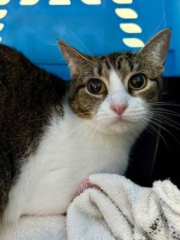 Julia -  Domestic Short Hair Cat for Adoption in San Antonio, Texas - Julia | PetCurious