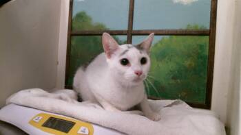 KENSY -  Domestic Short Hair Cat for Adoption in Houston, Texas - KENSY | PetCurious