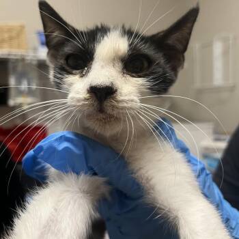 bobinsky/norman -  Domestic Short Hair Cat for Adoption in Yuma, Arizona - Bobinsky/norman | PetCurious