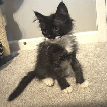Ember Wake -  Domestic Short Hair Cat for Adoption in Fredericksburg, Virginia - Ember Wake | PetCurious