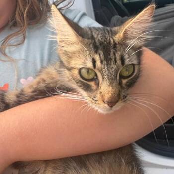 Monarch -  Domestic Medium Hair Cat for Adoption in Westminster, California - Monarch | PetCurious