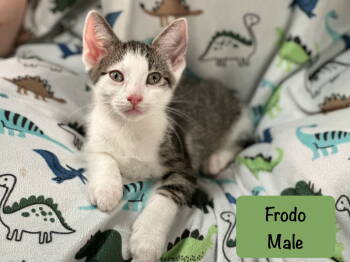 Rescue Tabby Cats for Adoption in San Jose, California - Frodo | PetCurious