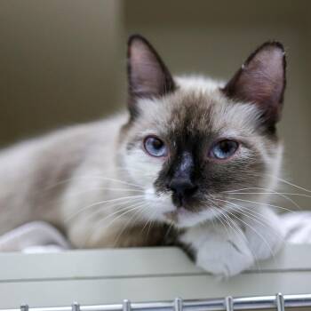 Mommy Measer -  Domestic Medium Hair and Siamese Cat for Adoption in Bradenton, Florida - Mommy Measer | PetCurious