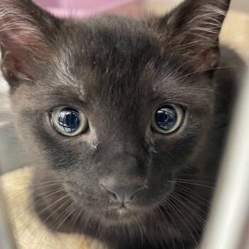 Qtip -  Domestic Short Hair Cat for Adoption in Port Charlotte, Florida - Qtip | PetCurious