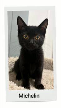 Michelin -  Domestic Short Hair Cat for Adoption in Caistor Centre, Ontario - Michelin | PetCurious