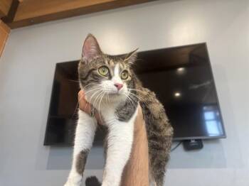 ANGELA -  Domestic Short Hair Cat for Adoption in Rowlett, Texas - ANGELA | PetCurious