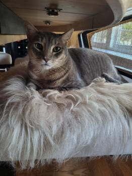 Charlie -  Domestic Short Hair Cat for Adoption in San Jose, California - Charlie | PetCurious