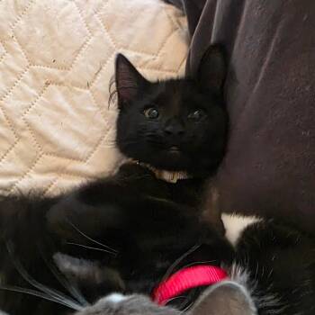 Fable C12078 -  Domestic Short Hair Cat for Adoption - Fable C12078 | PetCurious
