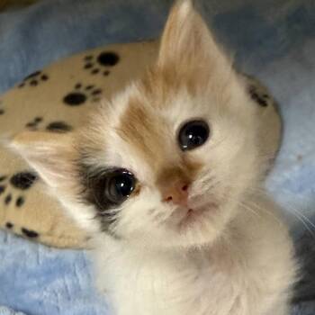 Sara NKA Sadie -  Domestic Short Hair Cat for Adoption in Pagosa Springs, Colorado - Sara NKA Sadie | PetCurious