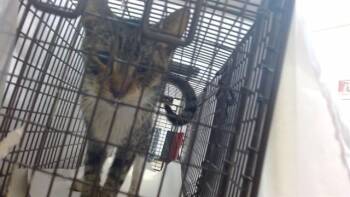 NORMAN -  Domestic Short Hair Cat for Adoption in Doral, Florida - NORMAN | PetCurious