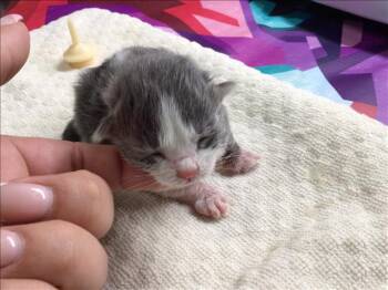 A1899881 -  Domestic Short Hair Cat for Adoption in Riverside, California - A1899881 | PetCurious