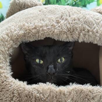 Loukas -  Domestic Short Hair Cat for Adoption in Nashville, Tennessee - Loukas | PetCurious