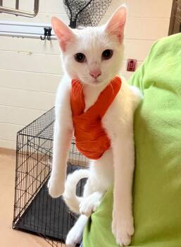 Mochi -  Domestic Short Hair Cat for Adoption in Nacogdoches, Texas - Mochi | PetCurious