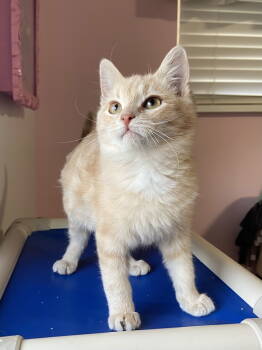 Rescue Domestic Short Hair Cats for Adoption in Denver, Colorado - Macho | PetCurious