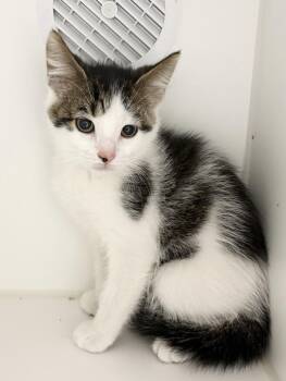 Freddy -  Domestic Short Hair Cat for Adoption in Rochester, Indiana - Freddy | PetCurious