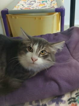 Rescue Tabby and Domestic Medium Hair Cats for Adoption in Bay City, Michigan - Popeye | PetCurious