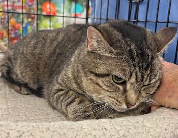 Domestic Short Hair Cats Available for Adoption - Betty | PetCurious