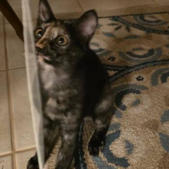 Maggie May -  Domestic Short Hair Cat for Adoption in Bedford, New Hampshire - Maggie May | PetCurious