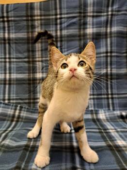 England -  Tabby Cat for Adoption in Albuquerque, New Mexico - England | PetCurious