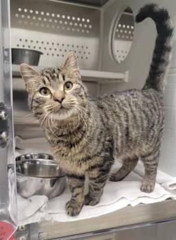 Domestic Short Hair Cats Available for Adoption - HENRY | PetCurious