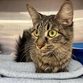 Domestic Short Hair Cats Available for Adoption - Hazel | PetCurious