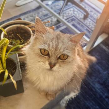 Jewel -  Himalayan and Persian Cat for Adoption in Silver Spring, Maryland - Jewel | PetCurious