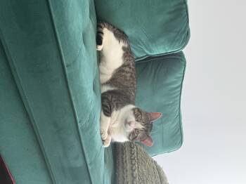 Rescue Tabby and Domestic Short Hair Cats for Adoption in New York, New York - Ducky | PetCurious