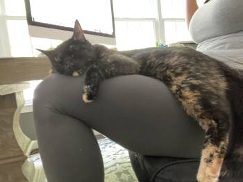 Rescue Domestic Medium Hair Cats for Adoption in Ridgefield, Connecticut - Riley | PetCurious