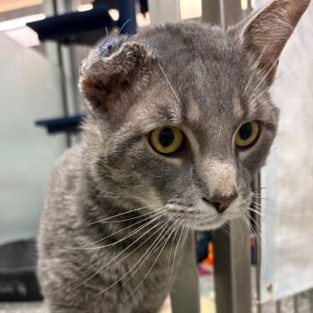 Ace -  Domestic Short Hair Cat for Adoption in Fairport, New York - Ace | PetCurious