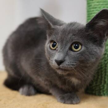 Mira -  Domestic Short Hair Cat for Adoption in Houston, Texas - Mira | PetCurious