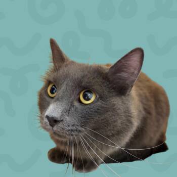 Misty Blue -  Domestic Medium Hair Cat for Adoption in Reno, Nevada - Misty Blue | PetCurious