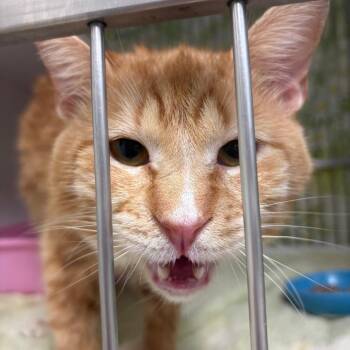 Domestic Medium Hair Cats Available for Adoption - Geography | PetCurious