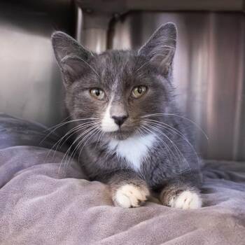 Domestic Short Hair Cats Available for Adoption - Blizzard (bonded With Sundae) | PetCurious