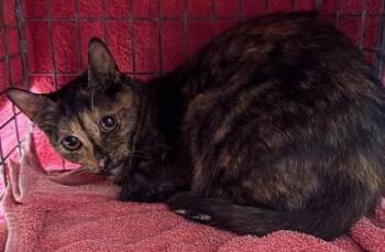 Domestic Short Hair Cats Available for Adoption - Stella | PetCurious