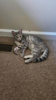 Julia -  American Shorthair Cat for Adoption in Roanoke, Alabama - Julia | PetCurious