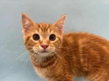 Hawkeye -  Domestic Short Hair Cat for Adoption in Woodbury, Minnesota - Hawkeye | PetCurious