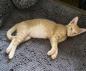 Adele -  Domestic Short Hair Cat for Adoption in Hudson, New Hampshire - Adele | PetCurious