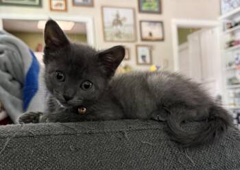 Gary -  Domestic Medium Hair Cat for Adoption in Lemoore, California - Gary | PetCurious