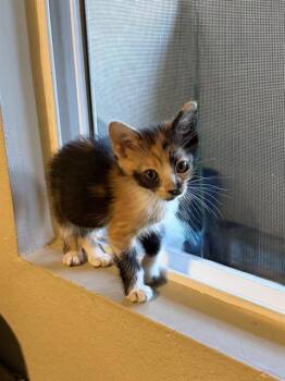 CHARLI -  Domestic Short Hair Cat for Adoption in Camarillo, California - CHARLI | PetCurious
