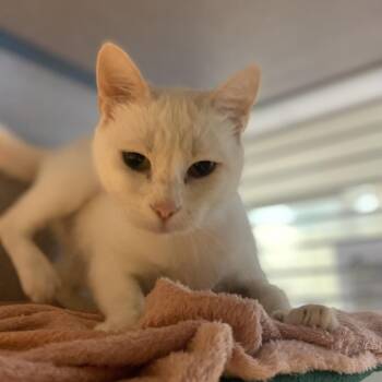 Ladybug -  Domestic Short Hair Cat for Adoption in Asheville, North Carolina - Ladybug | PetCurious