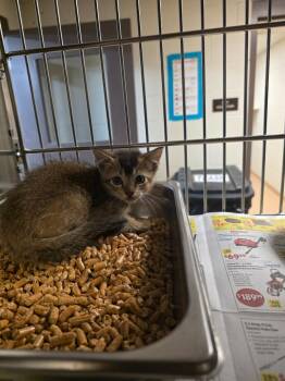 Tabby Cats Available for Adoption in Nacogdoches, Texas - Blaze | PetCurious