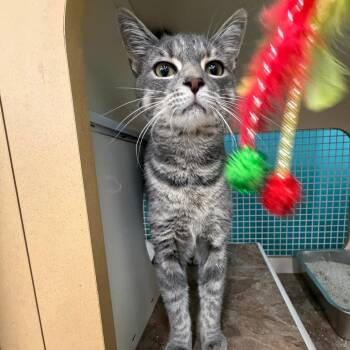 Tigger -  Domestic Short Hair Cat for Adoption in Ashland, Virginia - Tigger | PetCurious