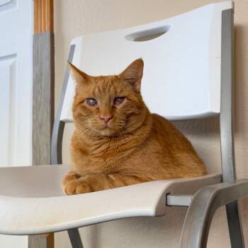 Rescue Domestic Short Hair Cats for Adoption in Ridgway, Colorado - Toast | PetCurious