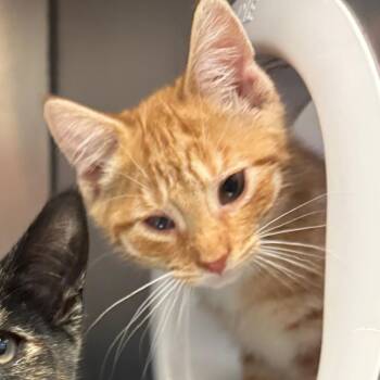 Basement Billy -  Domestic Short Hair Cat for Adoption in York, Pennsylvania - Basement Billy | PetCurious